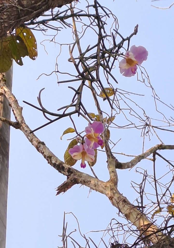 Foto de Orquídea-borboleta