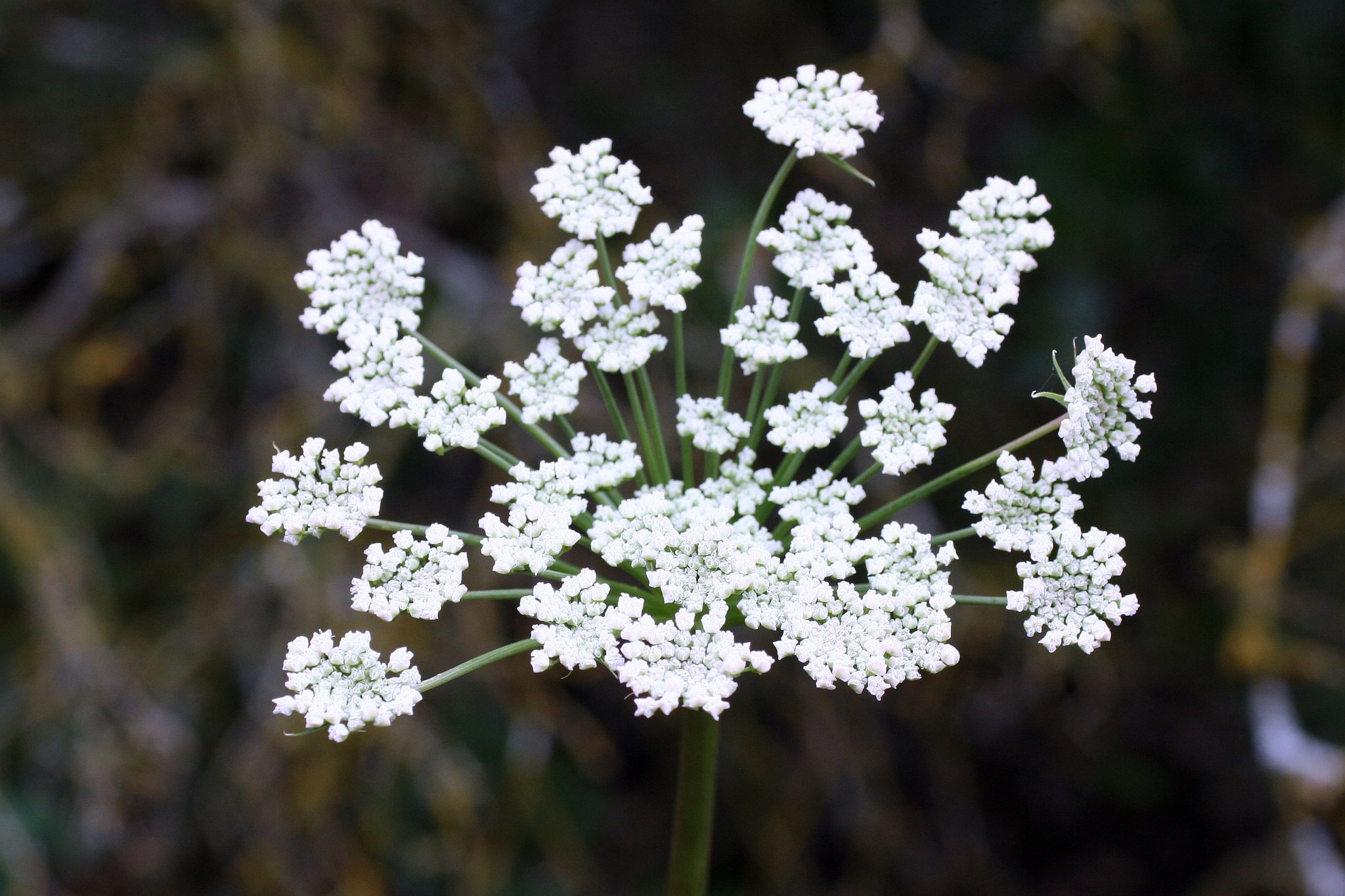 Angelica californica