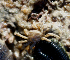 Neohymenicus pubescens