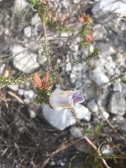 Roella uncinata