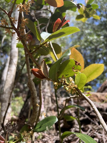 Myrsine knudsenii observed 2024-03-01