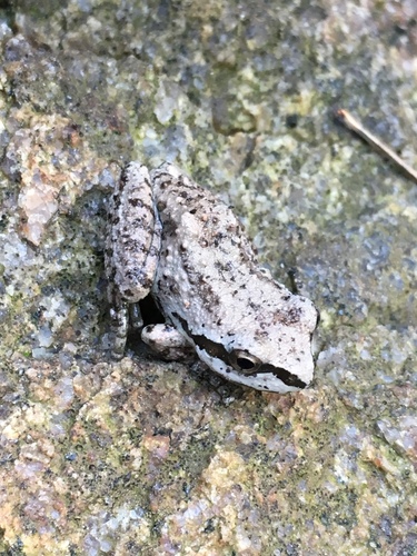 iNaturalist observation photo of Pacific chorus frog
