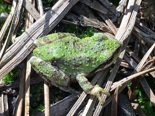 iNaturalist observation photo of Pacific chorus frog