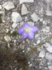 Roella uncinata