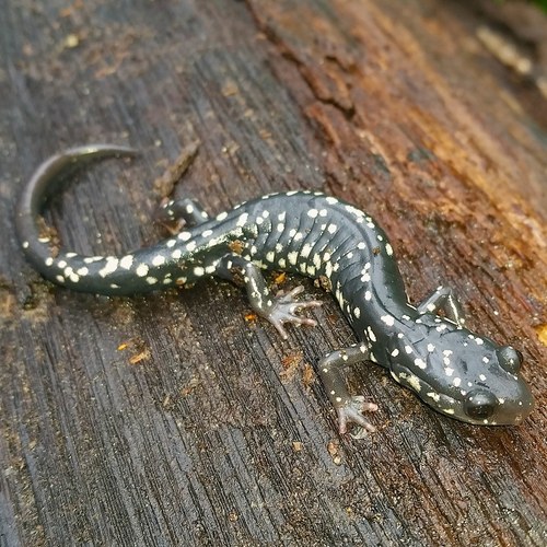 Cumberland Plateau Salamander