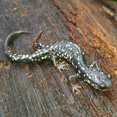 Plethodon kentucki