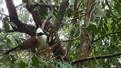 Garrulax leucolophus