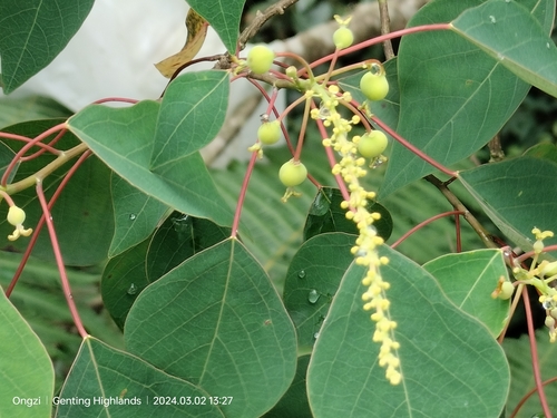 Image of Homalanthus populneus by (c) Ong Jyh Seng, some rights reserved (CC BY-SA)
