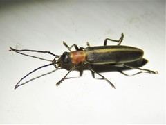 Oxycopis mimetica