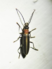 Oxycopis mimetica