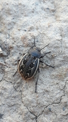 Pilobalia