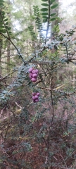 Trochocarpa gunnii