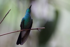 White-Vented Plumeleteer photo 5