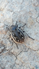 Pilobalia