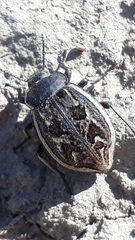 Pilobalia