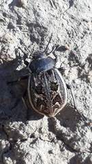 Pilobalia