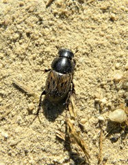 Acrossus luridus