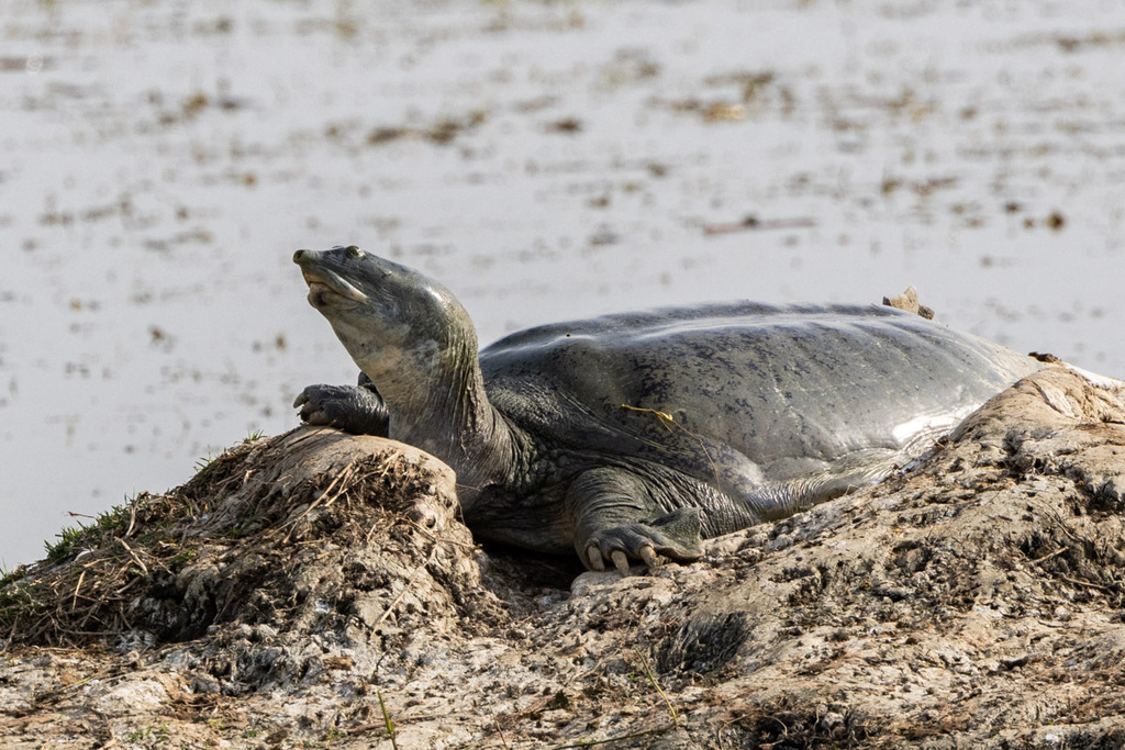 Ganges Softshell Turtle in February 2024 by Uday Agashe · iNaturalist