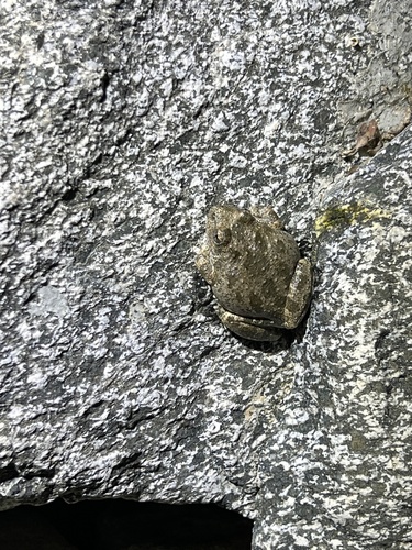 iNaturalist observation photo of California Tree Frog