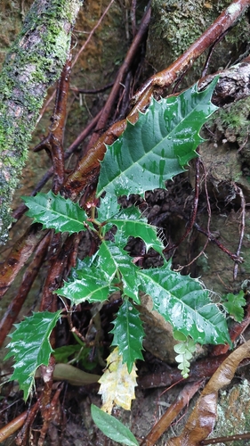 Image of Itea oldhamii by (c) Apao Kuo, some rights reserved (CC BY)