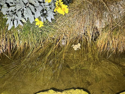 iNaturalist observation photo of Red-spotted Toad
