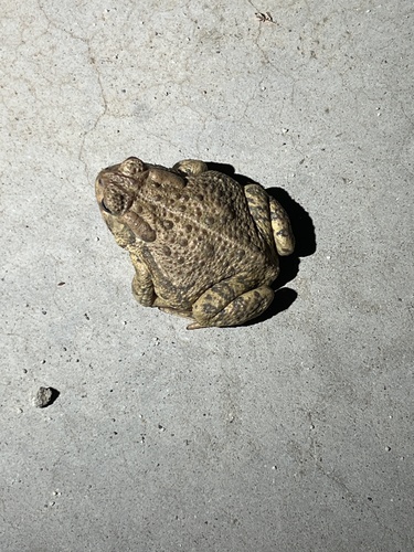 iNaturalist observation photo of Woodhouse's Toad