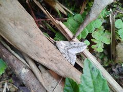 Lemyra rhodophilodes