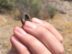Xantusia vigilis