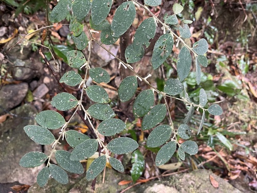 Daphne championii (Daphne championii)