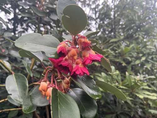 Rhodoleia championii, photograph 6