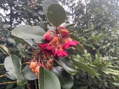 Rhodoleia championii, photograph (c) Toby Y, some rights reserved (CC BY)