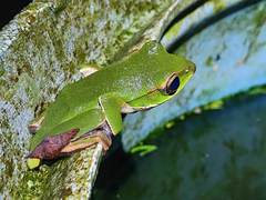 Zhangixalus prasinatus