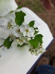 Crataegus viridis