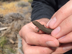 Xantusia vigilis