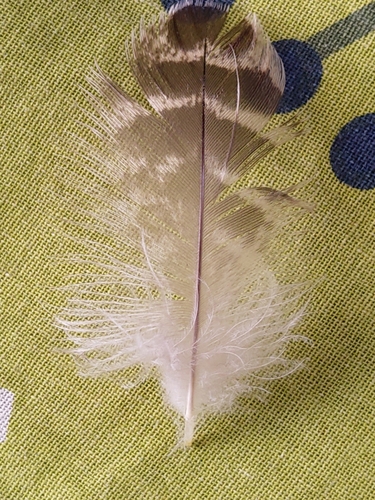 Plume de Canard à bec tacheté