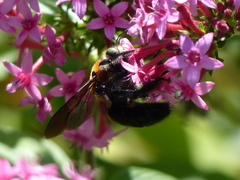 Xylocopa
