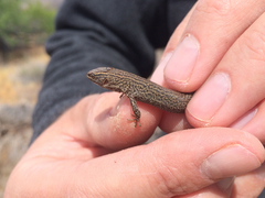 Xantusia vigilis