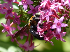 Xylocopa