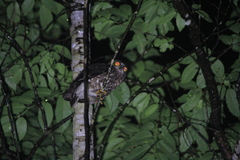 Ninox japonica