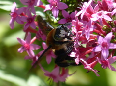 Xylocopa