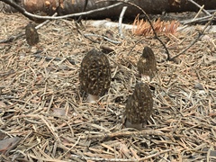 Morchella snyderi