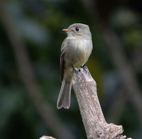 Jamaican Pewee (Contopus pallidus), photo 8