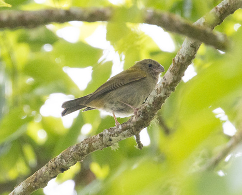Yellow-shouldered Grassquit (Loxipasser anoxanthus), photo 4