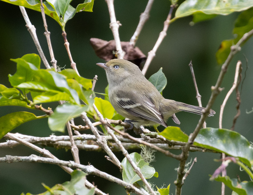 Jamaican Vireo (Vireo modestus), photo 9