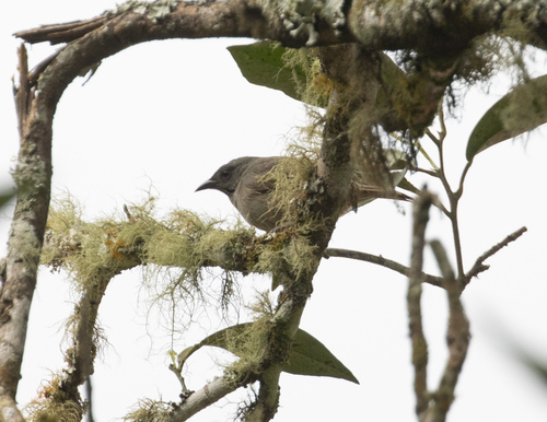 Orangequit (Euneornis campestris), photo 1