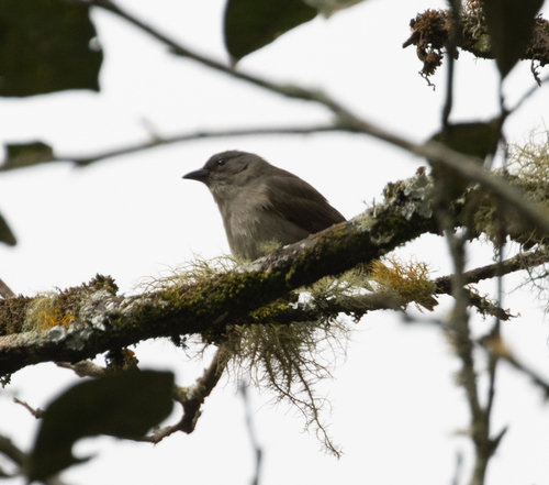 Orangequit (Euneornis campestris), photo 10