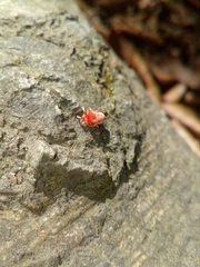 Trombidium holosericeum