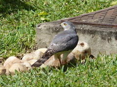Accipiter badius