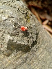 Trombidium holosericeum