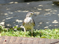 Accipiter badius